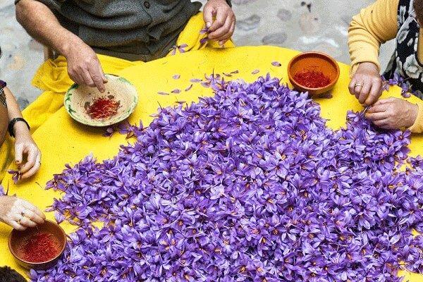اهدای گل زعفران برای کمک به امامزادگان سرایان اهدای گل زعفران برای یاری به امامزادگان سرایان