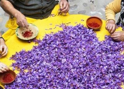 اهدای گل زعفران برای یاری به امامزادگان سرایان