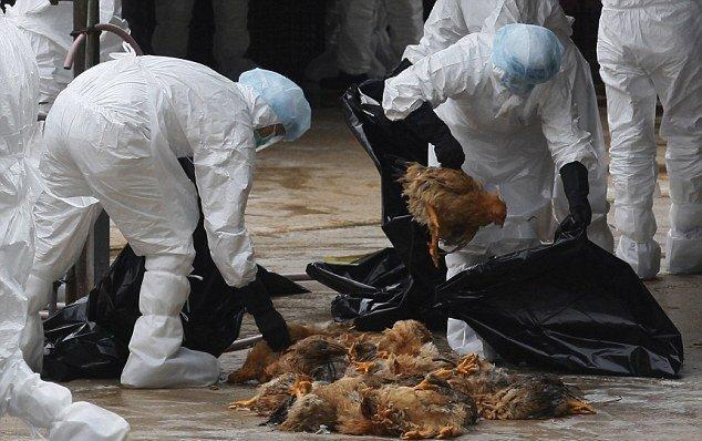 شیوع آنفلوآنزای پرندگان در بحبوحه همه گیری کروناویروس در چین