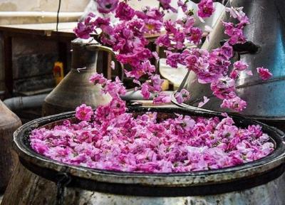 جشنواره گلابگیری در کاشان برگزار نمی گردد