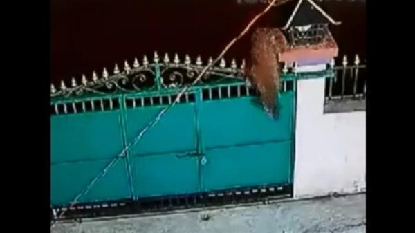 پلنگ یک سگ خانگی را در حیاط شکار کرد پلنگ یک سگ خانگی را در حیاط شکار کرد