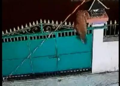 پلنگ یک سگ خانگی را در حیاط شکار کرد