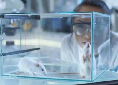 مهندسی ژنتیک موش های نابینا را درمان کرد