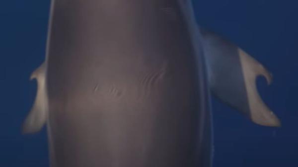 کشف دلفین بسیار کمیاب که مثل انسان انگشت دارد، عکس